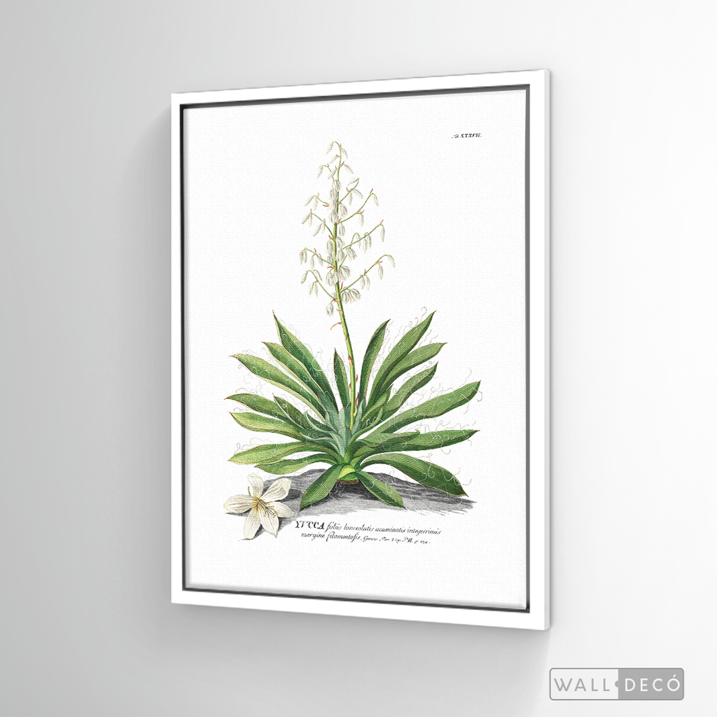 Cuadro Botánico Yucca