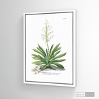 Cuadro Botánico Yucca