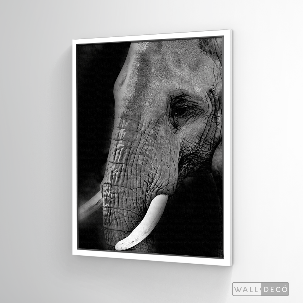 Cuadro Animales Elefante B/N