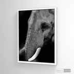 Cuadro Animales Elefante B/N