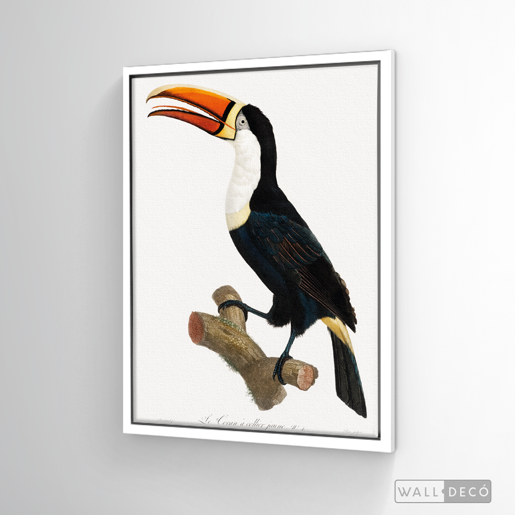 Cuadro Aves Tucan Colombiano 1