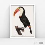 Cuadro Aves Tucan Colombiano 2