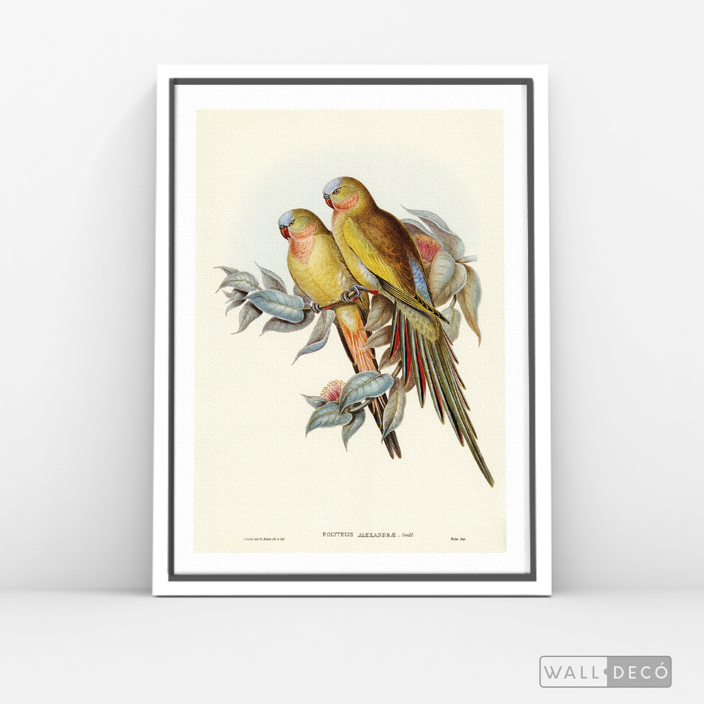 Cuadro Aves Perico Australiano