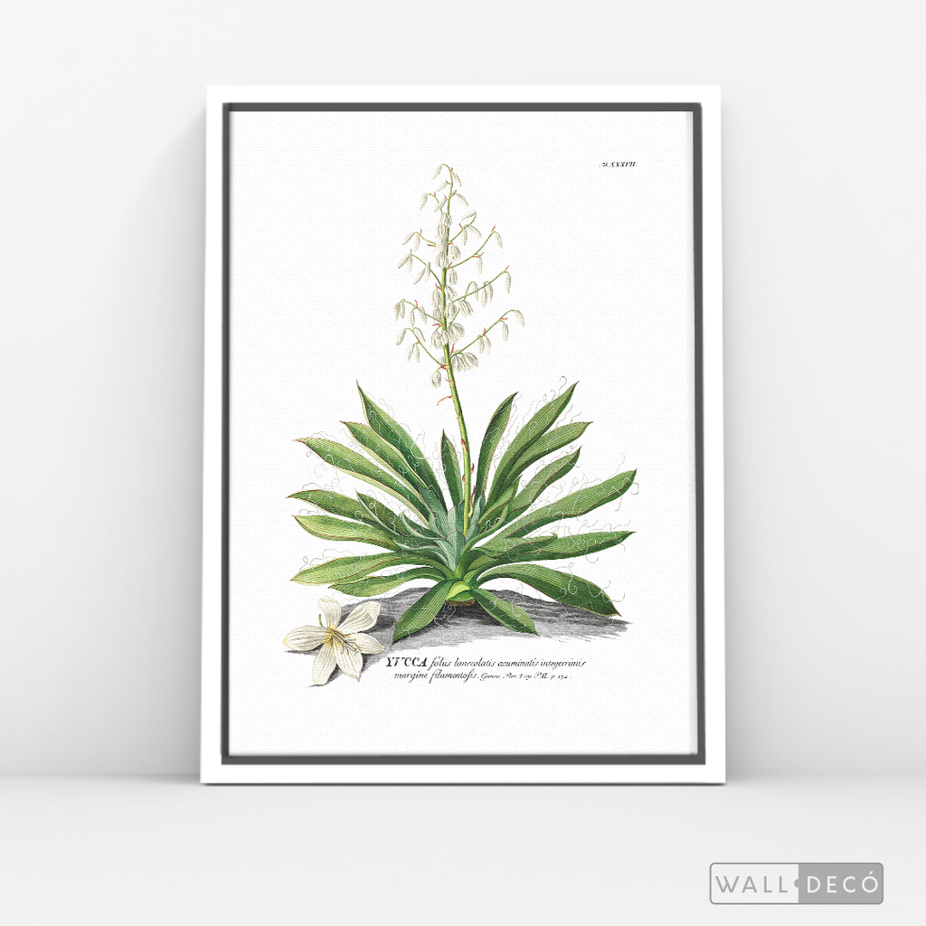 Cuadro Botánico Yucca