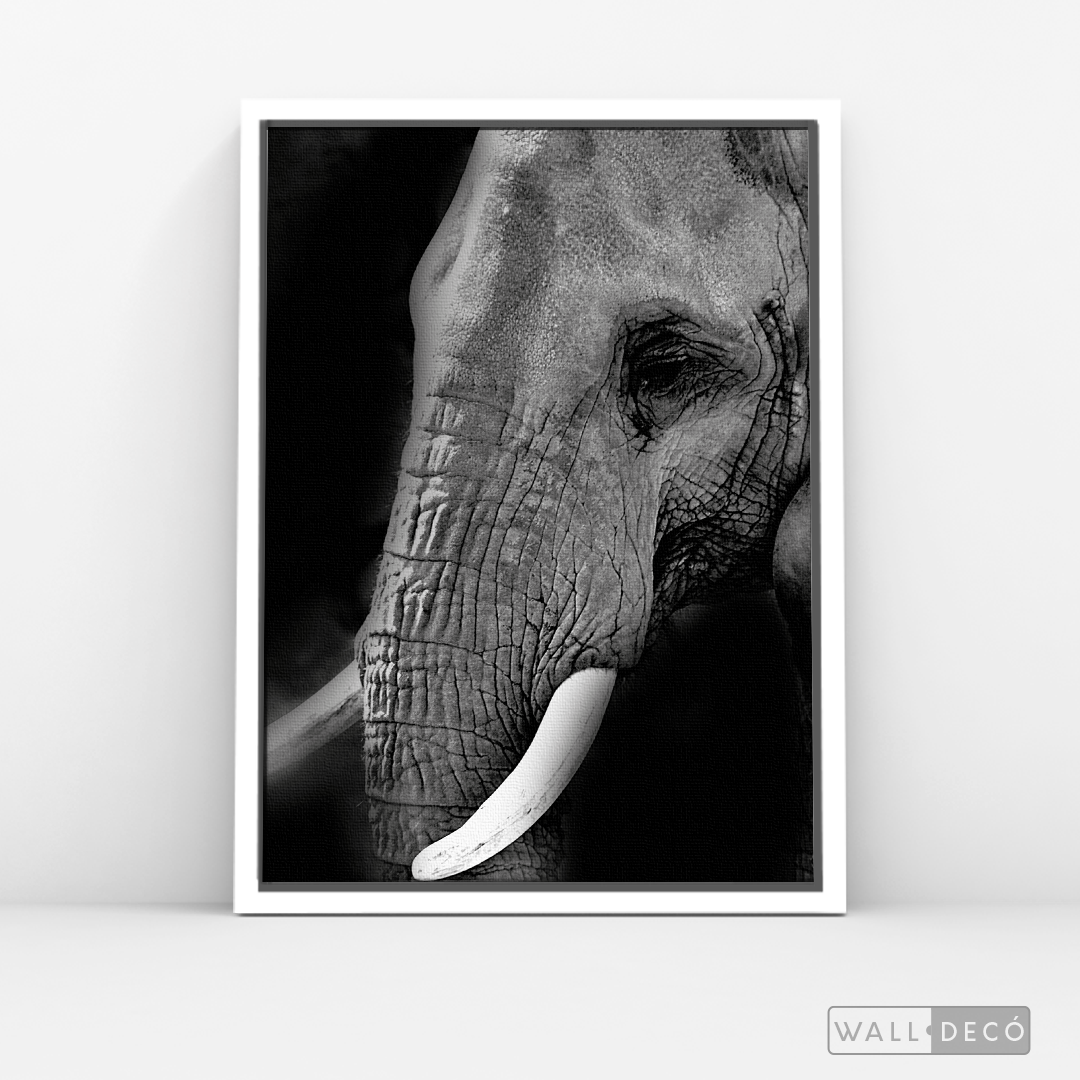 Cuadro Animales Elefante B/N