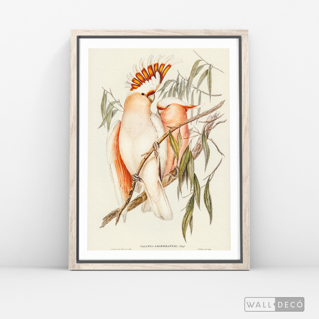 Cuadro Aves Cacatua Australiana