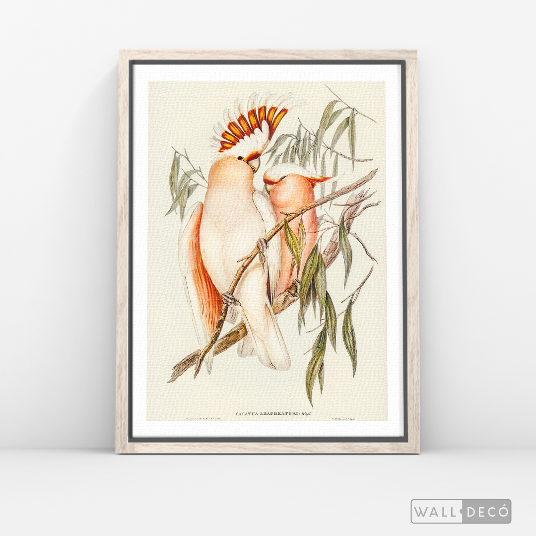 Cuadro Aves Cacatua Australiana