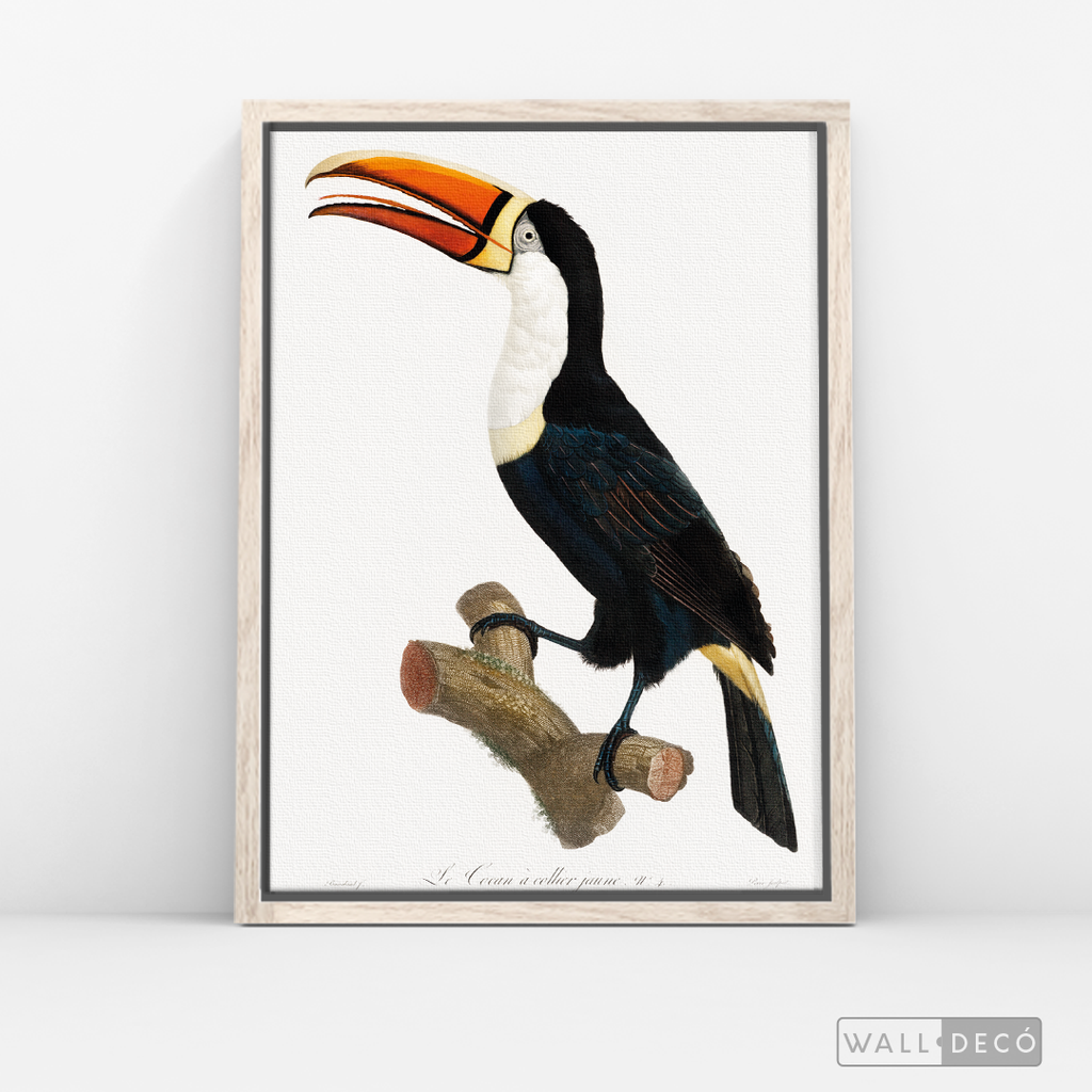 Cuadro Aves Tucan Colombiano 1