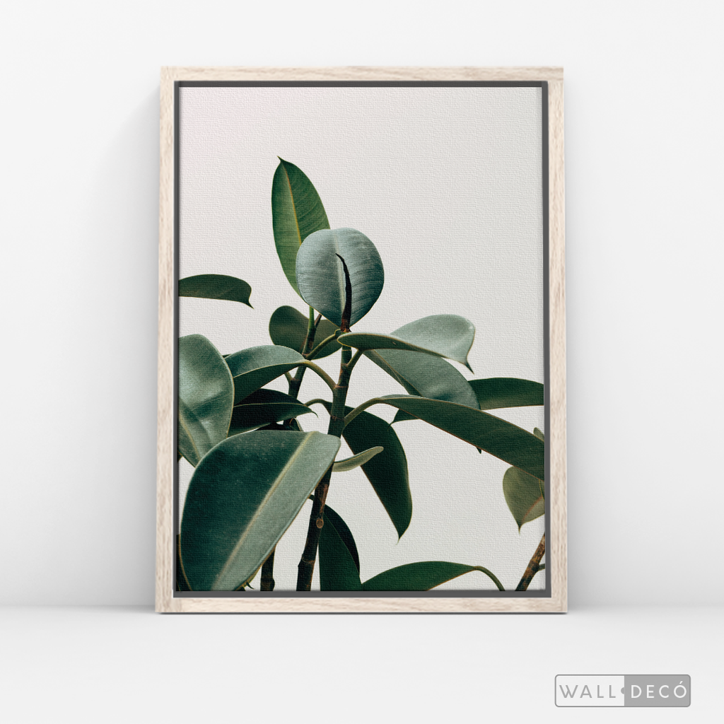 Cuadro Botánico CHEFLERA - WalldecóStore