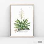 Cuadro Botánico Yucca