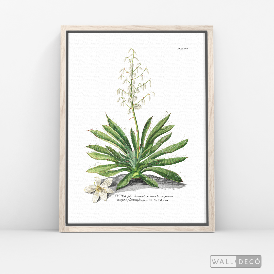 Cuadro Botánico Yucca