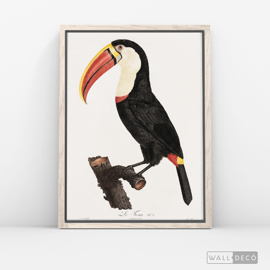 Cuadro Aves Tucan Colombiano 2