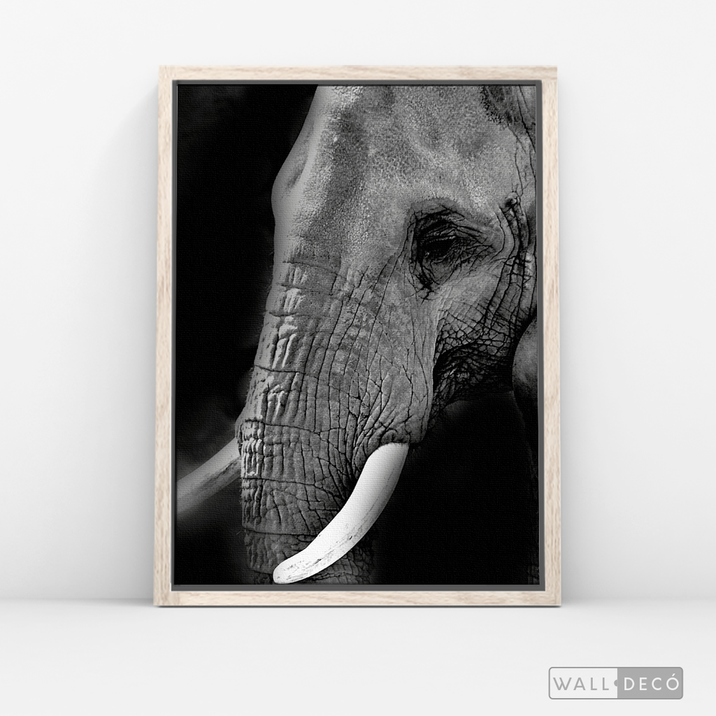 Cuadro Animales Elefante B/N