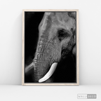 Cuadro Animales Elefante B/N