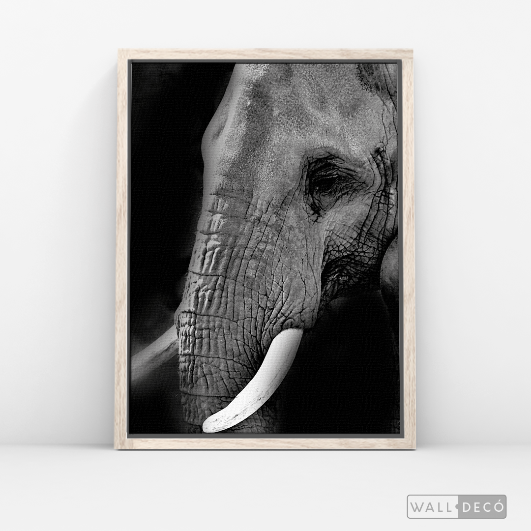 Cuadro Animales Elefante B/N