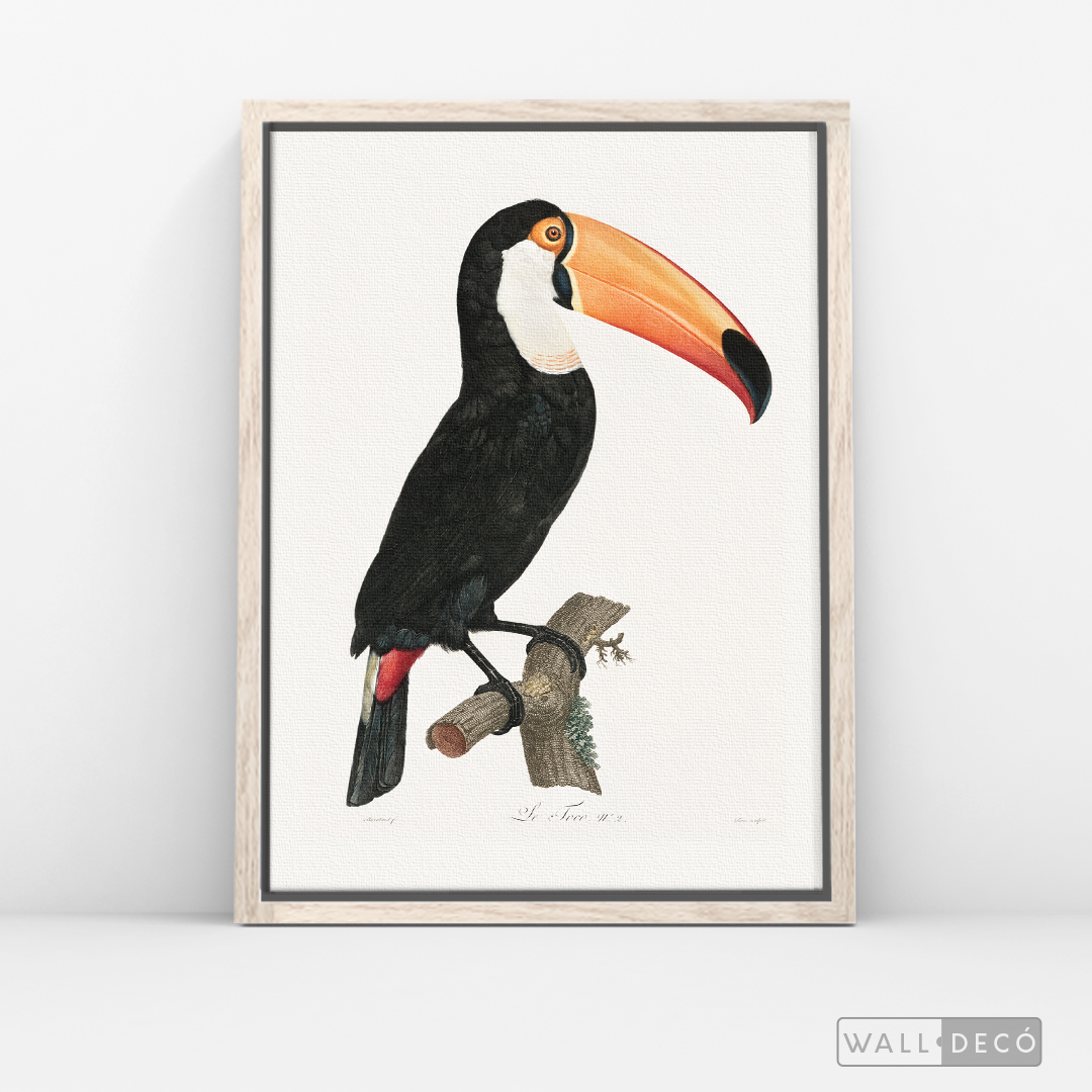 Cuadro Aves Tucan Colombiano 3