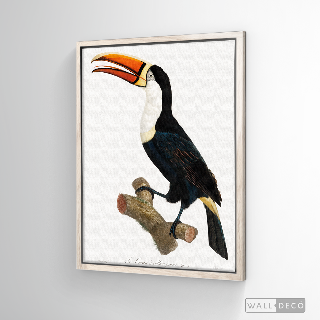 Cuadro Aves Tucan Colombiano 1