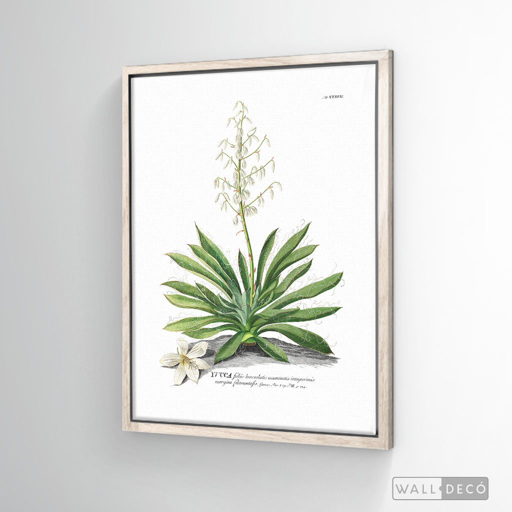 Cuadro Botánico Yucca
