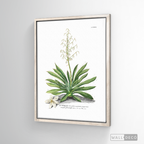 Cuadro Botánico Yucca