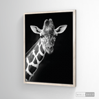 Cuadro Animales Jirafa B/N