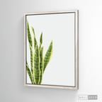 Cuadro Botánico SANSEVIERA - WalldecóStore