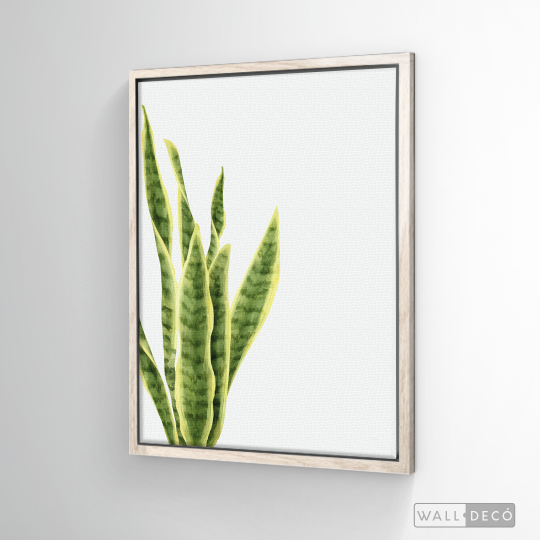 Cuadro Botánico SANSEVIERA - WalldecóStore