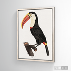 Cuadro Aves Tucan Colombiano 2