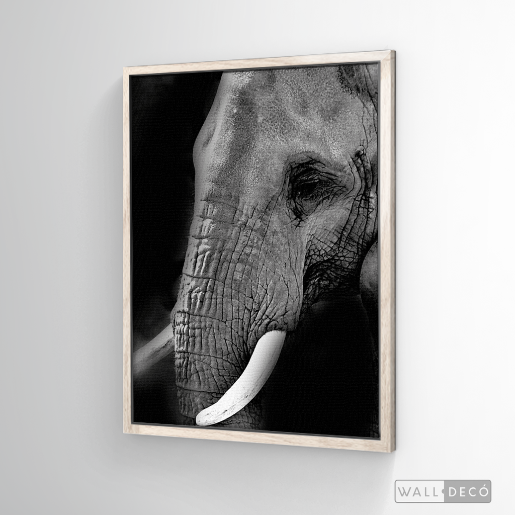 Cuadro Animales Elefante B/N