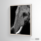 Cuadro Animales Elefante B/N
