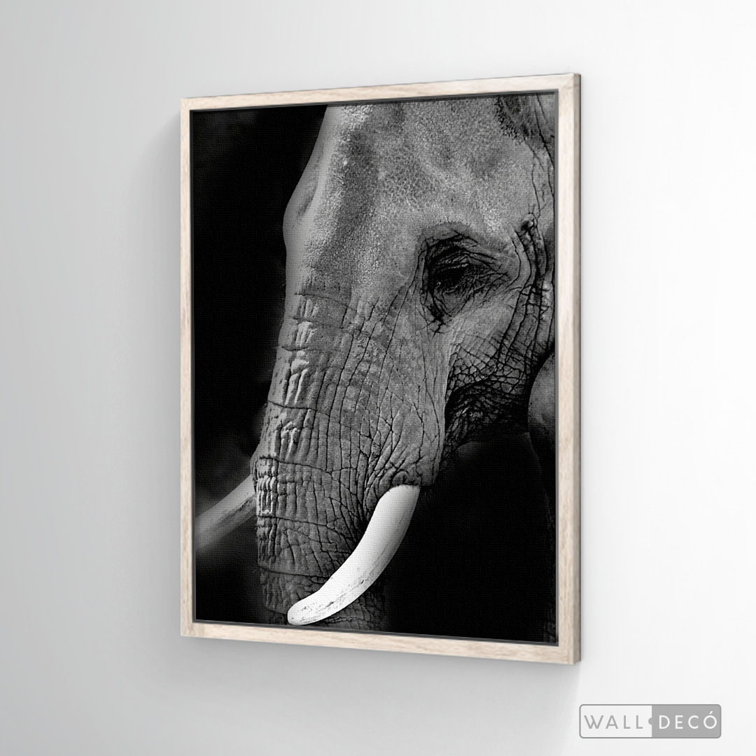 Cuadro Animales Elefante B/N