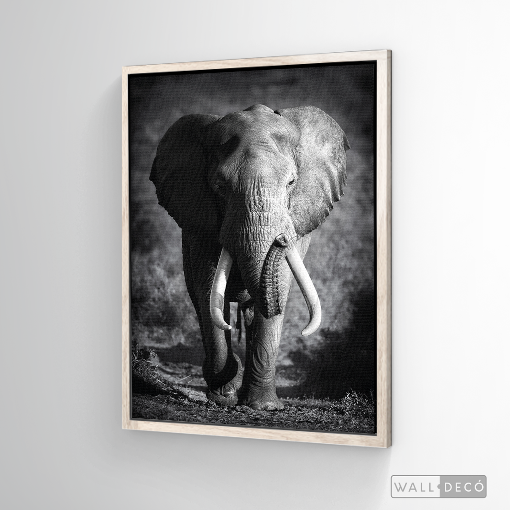 Cuadro Animales Elefante Real B/N