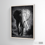 Cuadro Animales Elefante Real B/N