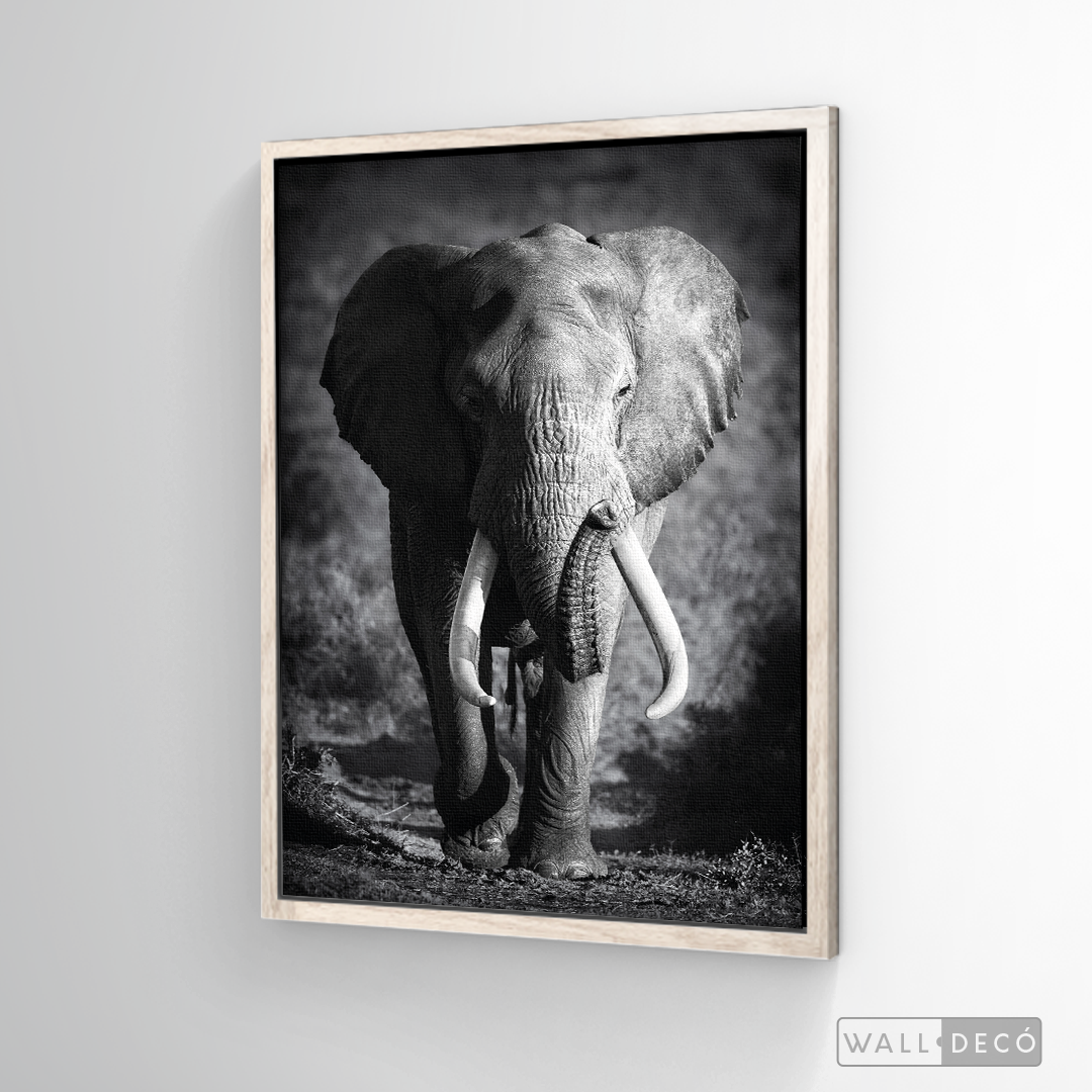 Cuadro Animales Elefante Real B/N