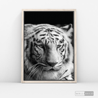 Cuadro Animales Tigre Blanco B/N
