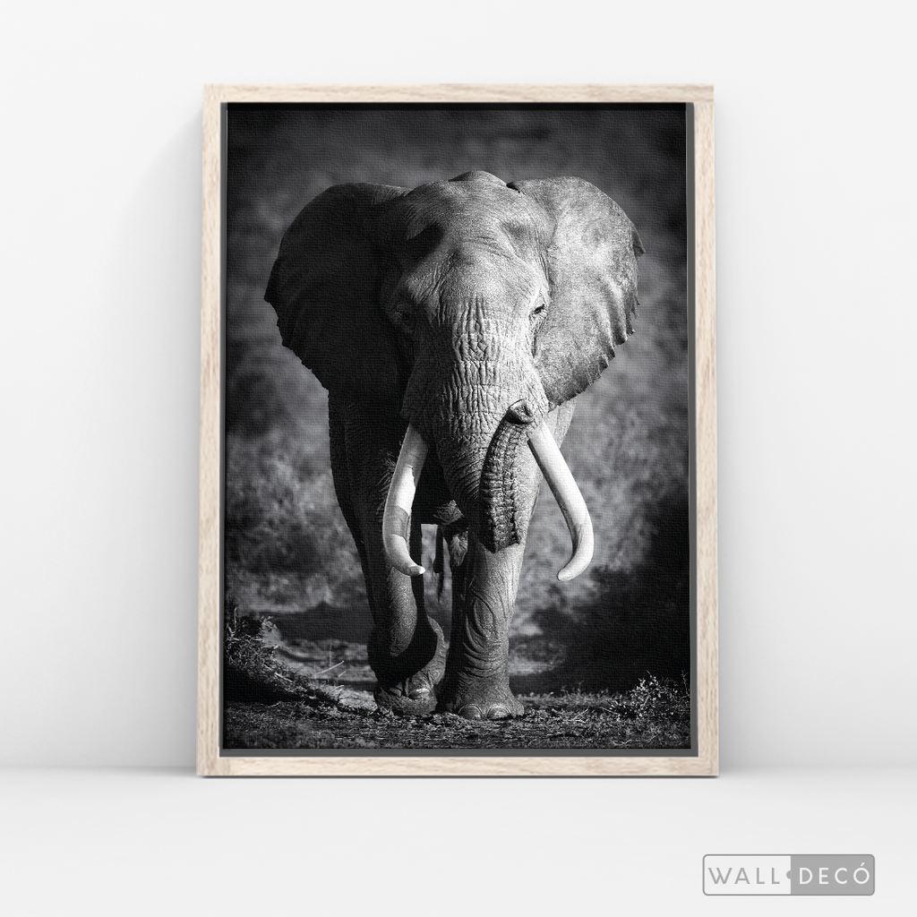 Cuadro Animales Elefante Real B/N