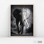 Cuadro Animales Elefante Real B/N