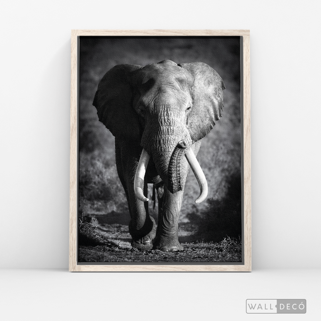 Cuadro Animales Elefante Real B/N