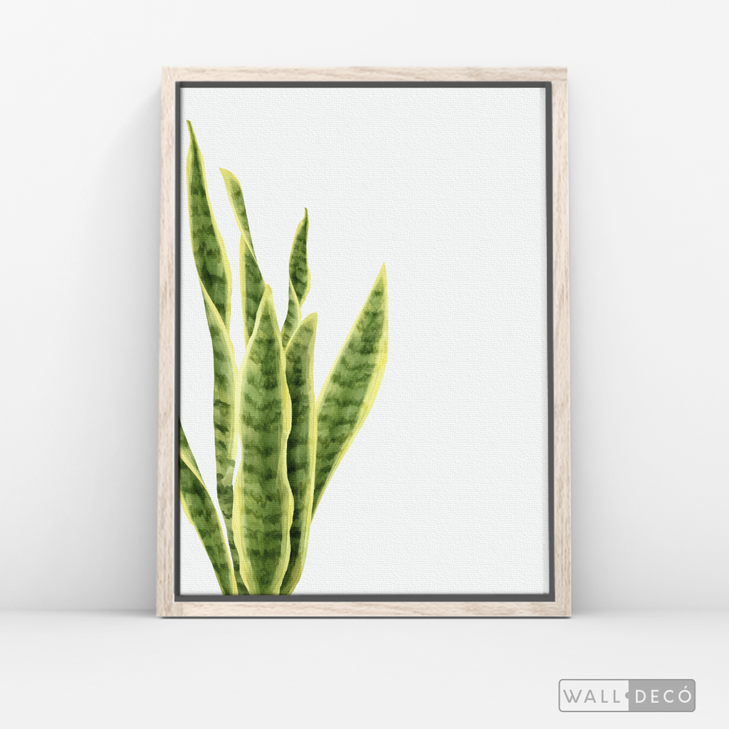 Cuadro Botánico SANSEVIERA - WalldecóStore