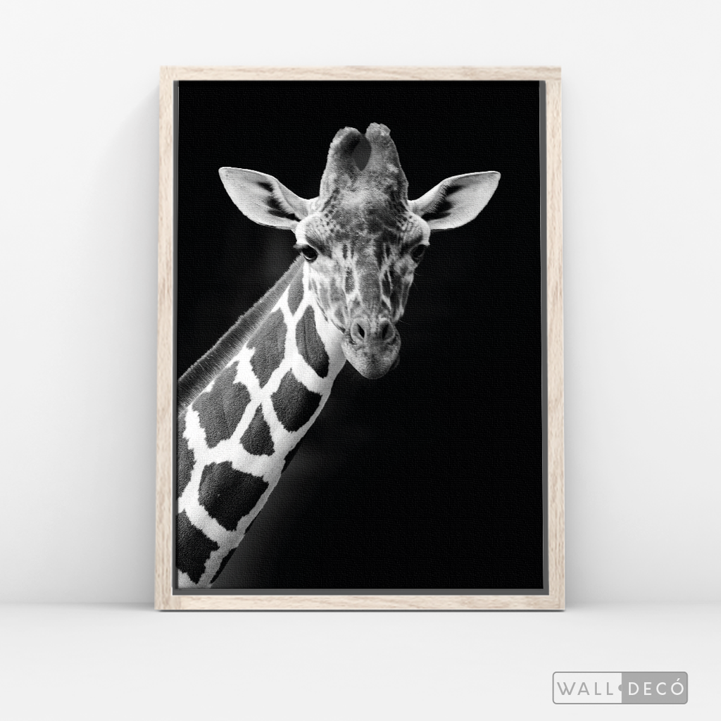 Cuadro Animales Jirafa B/N