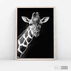 Cuadro Animales Jirafa B/N
