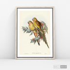 Cuadro Aves Perico Australiano