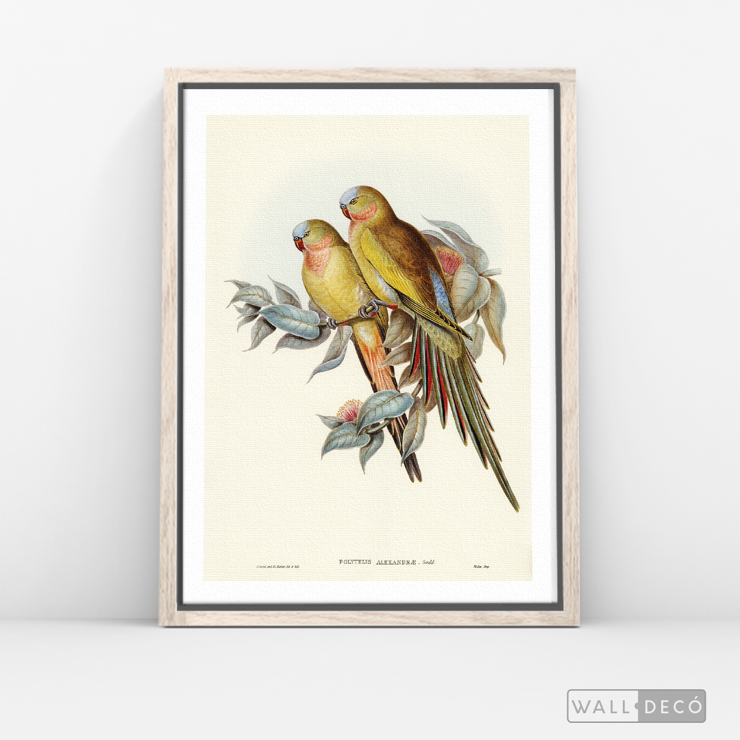 Cuadro Aves Perico Australiano