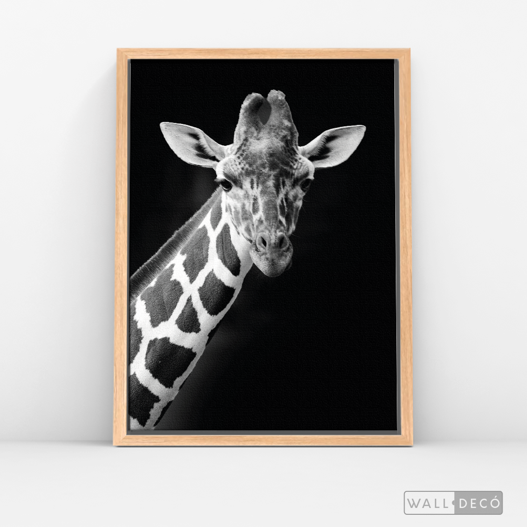 Cuadro Animales Jirafa B/N