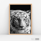 Cuadro Animales Tigre Blanco B/N