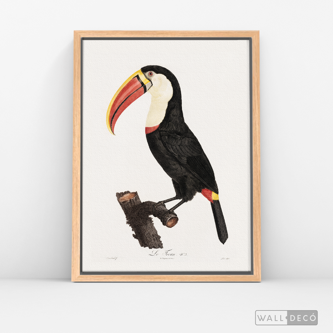 Cuadro Aves Tucan Colombiano 2