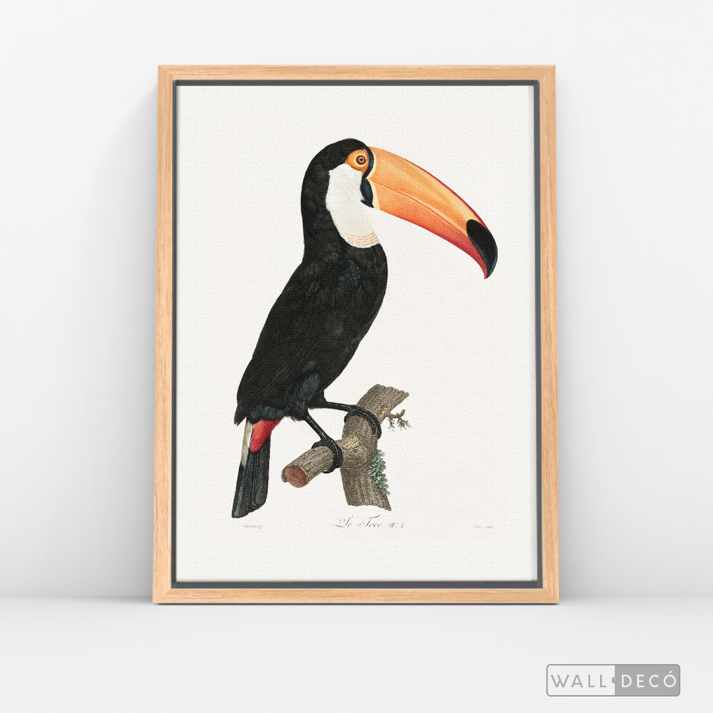 Cuadro Aves Tucan Colombiano 3