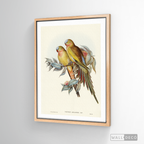 Cuadro Aves Perico Australiano