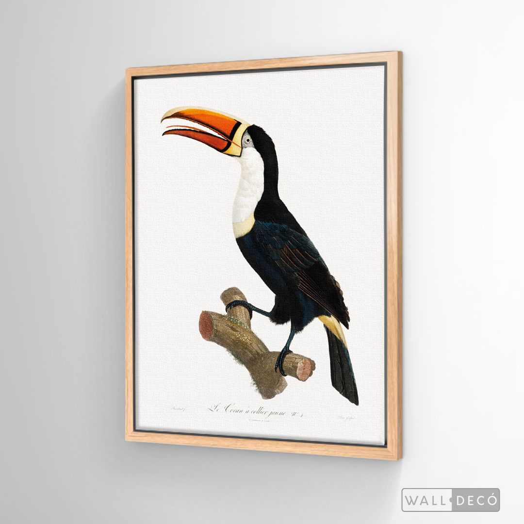Cuadro Aves Tucan Colombiano 1