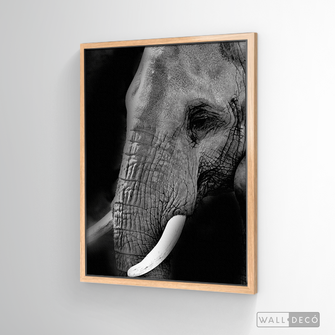 Cuadro Animales Elefante B/N