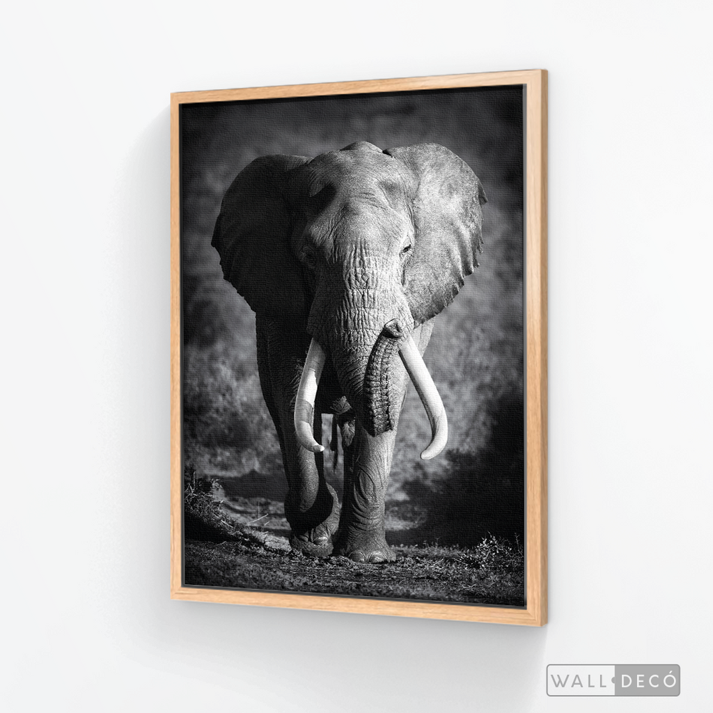 Cuadro Animales Elefante Real B/N